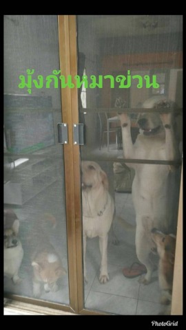 มุ้งลวดกันหมาข่วน