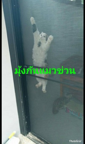 มุ้งลวดกันแมวข่วน